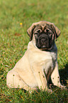 Old English Mastiff Welpe