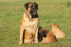 Old English Mastiffs