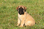 Old English Mastiff Welpe