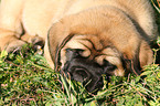 Old English Mastiff Welpe