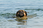 schwimmender Old English Mastiff