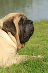 liegender Old English Mastiff