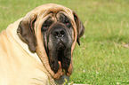 Old English Mastiff Portrait