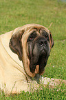 liegender Old English Mastiff