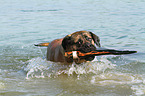 spielender Old English Mastiff