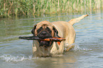 spielender Old English Mastiff