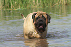 badender Old English Mastiff