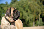 Old English Mastiff Portrait