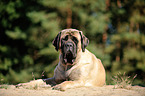 liegender Old English Mastiff