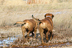 2 Old English Mastiffs