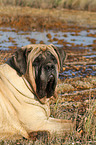 liegender Old English Mastiff