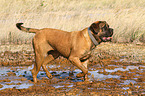 laufender Old English Mastiff