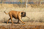 spielender Old English Mastiff