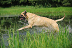 rennender Old English Mastiff