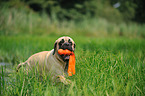 spielender Old English Mastiff