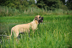 stehender Old English Mastiff