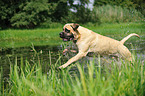 rennender Old English Mastiff