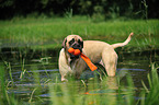 spielender Old English Mastiff