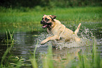 rennender Old English Mastiff