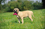 junger Old English Mastiff