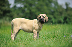 junger Old English Mastiff