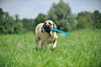 junger Old English Mastiff