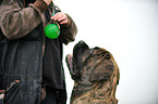 Old English Mastiff