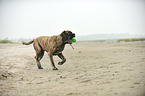 spielender Old English Mastiff