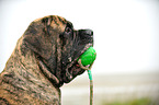 Old English Mastiff Portrait