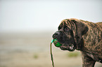 Old English Mastiff Portrait