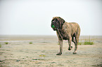 spielender Old English Mastiff