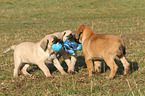 Old English Mastiff Welpen