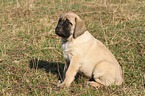 sitzender Old English Mastiff Welpe