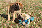 Old English Mastiff Welpen