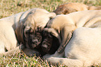 Old English Mastiff Welpen