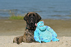 liegender Old English Mastiff