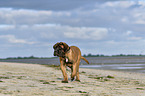 laufender Old English Mastiff Welpe