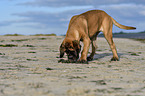 stehender Old English Mastiff Welpe