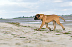 rennender Old English Mastiff Welpe