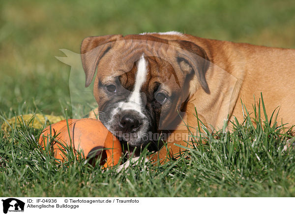 Altenglische Bulldogge / IF-04936