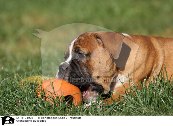 Altenglische Bulldogge / IF-04937