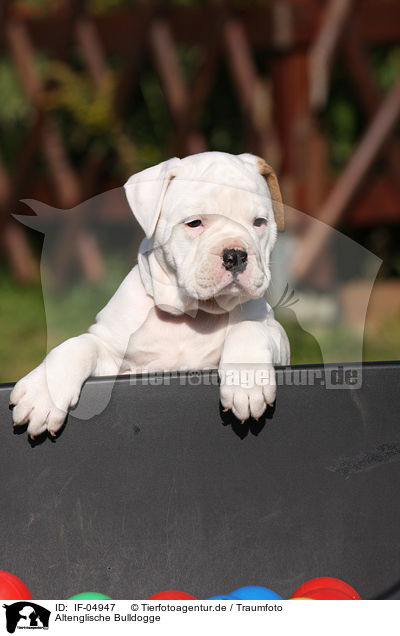 Altenglische Bulldogge / Olde English Bulldog / IF-04947