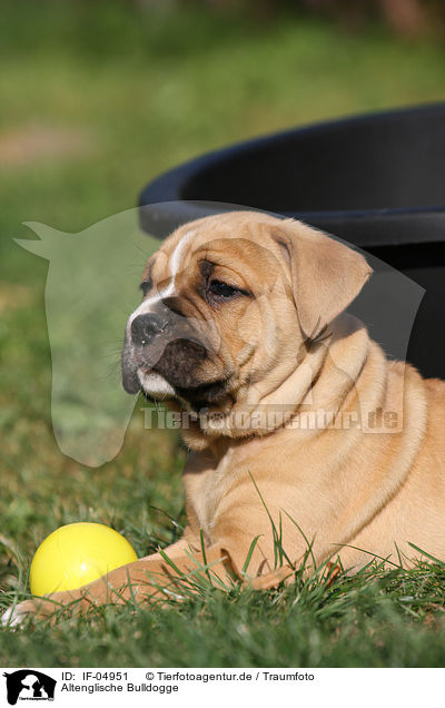 Altenglische Bulldogge / Olde English Bulldog / IF-04951
