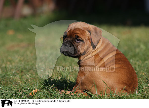 Altenglische Bulldogge / Olde English Bulldog / IF-04952