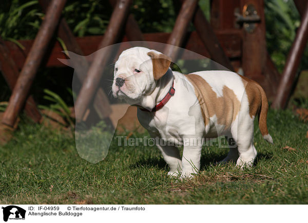 Altenglische Bulldogge / IF-04959