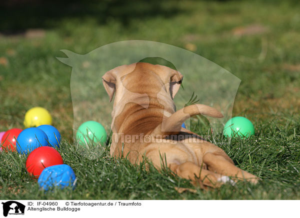 Altenglische Bulldogge / IF-04960