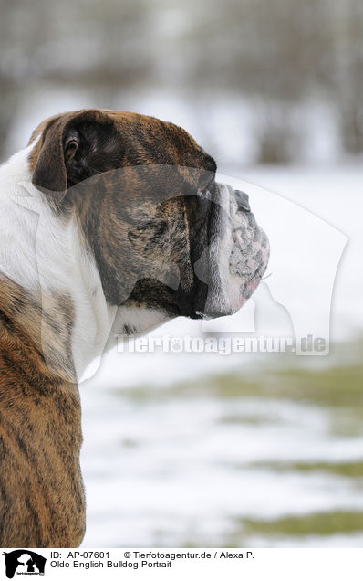 Olde English Bulldog Portrait / AP-07601