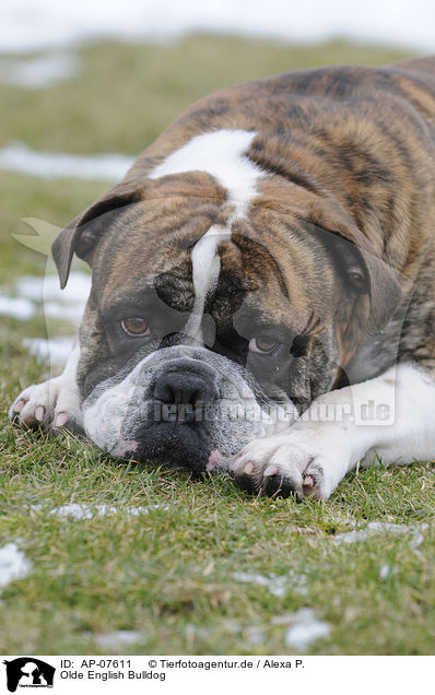 Olde English Bulldog / Olde English Bulldog / AP-07611