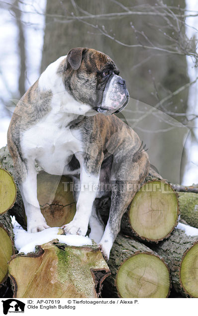 Olde English Bulldog / Olde English Bulldog / AP-07619