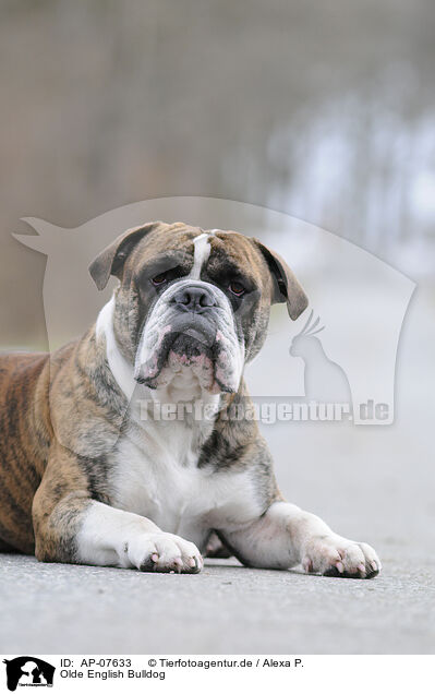 Olde English Bulldog / AP-07633